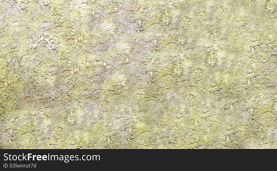 Abstract bark background