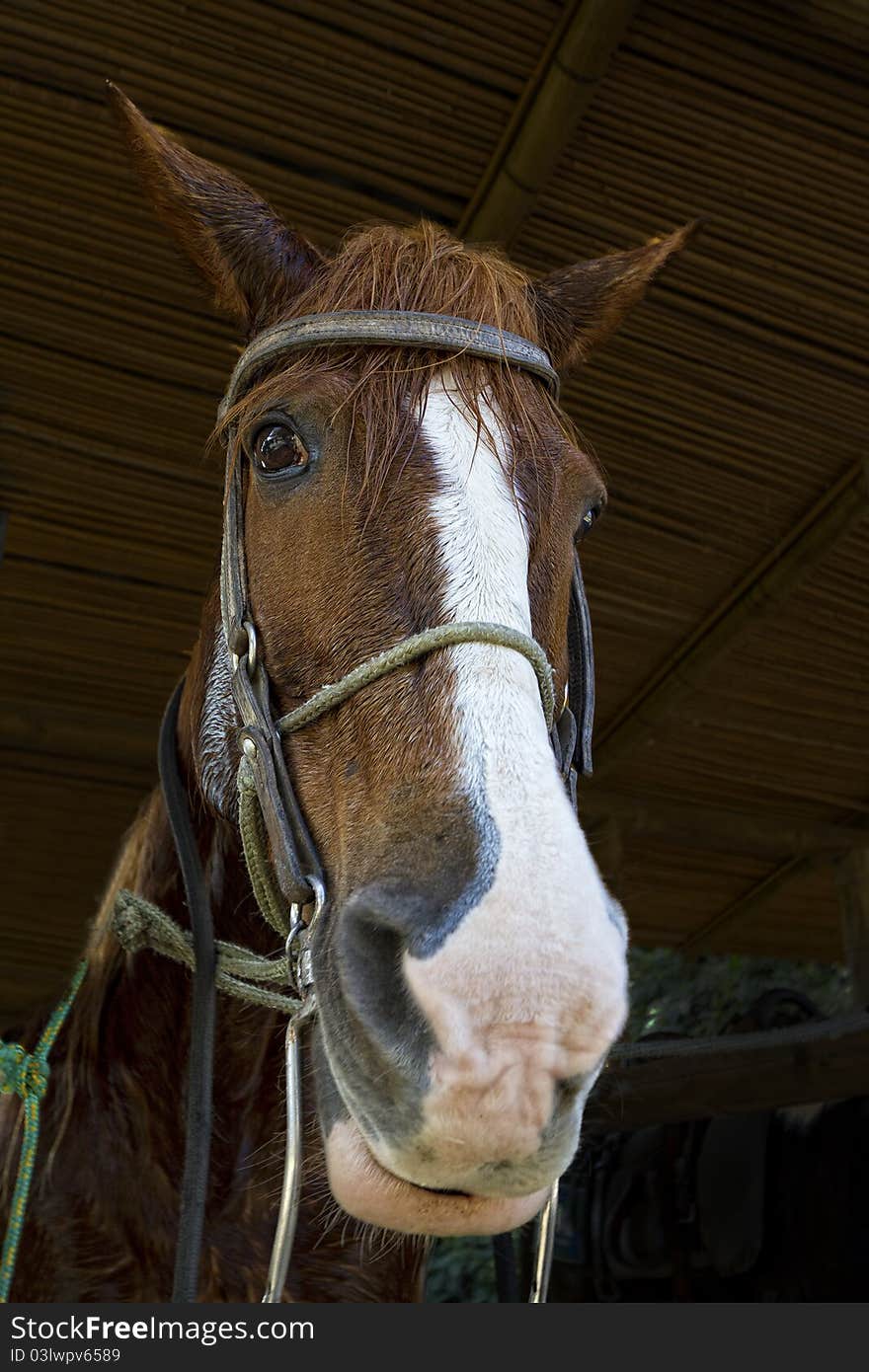 Close-up Portrait of a Brown Horse in a Stable. Close-up Portrait of a Brown Horse in a Stable