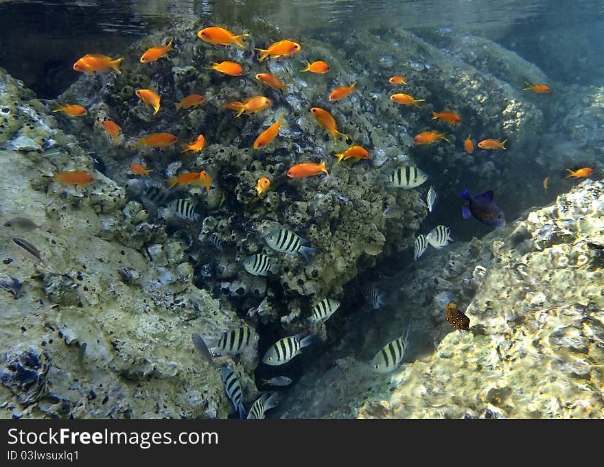 Fishes of coral reef, Eilat, Israel