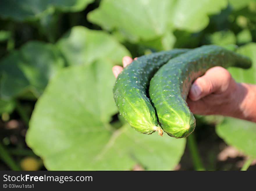 Big Cucumber In A Hand Of Farmer