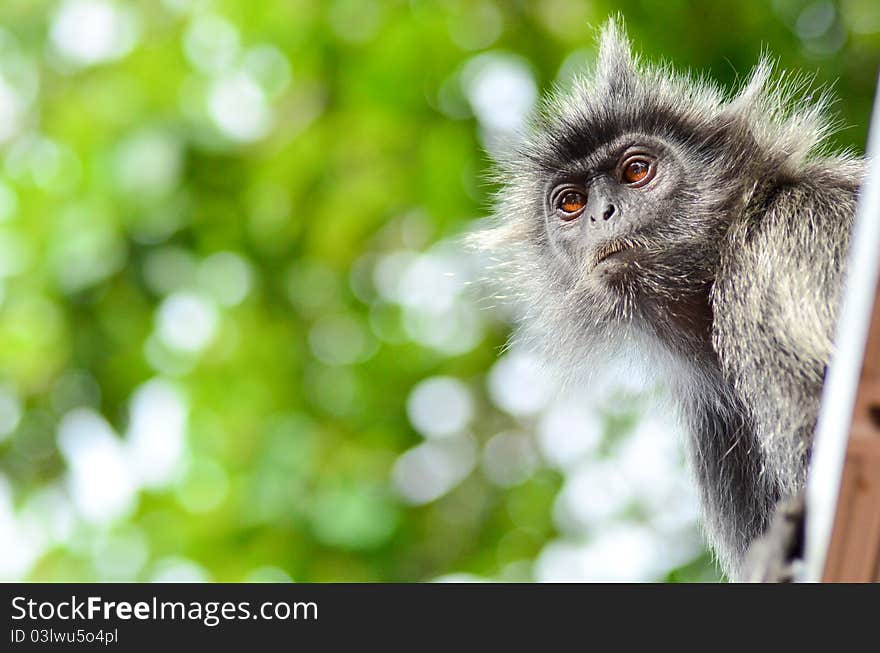 A silver leaf monkey in Bukit Melawati Malaysia