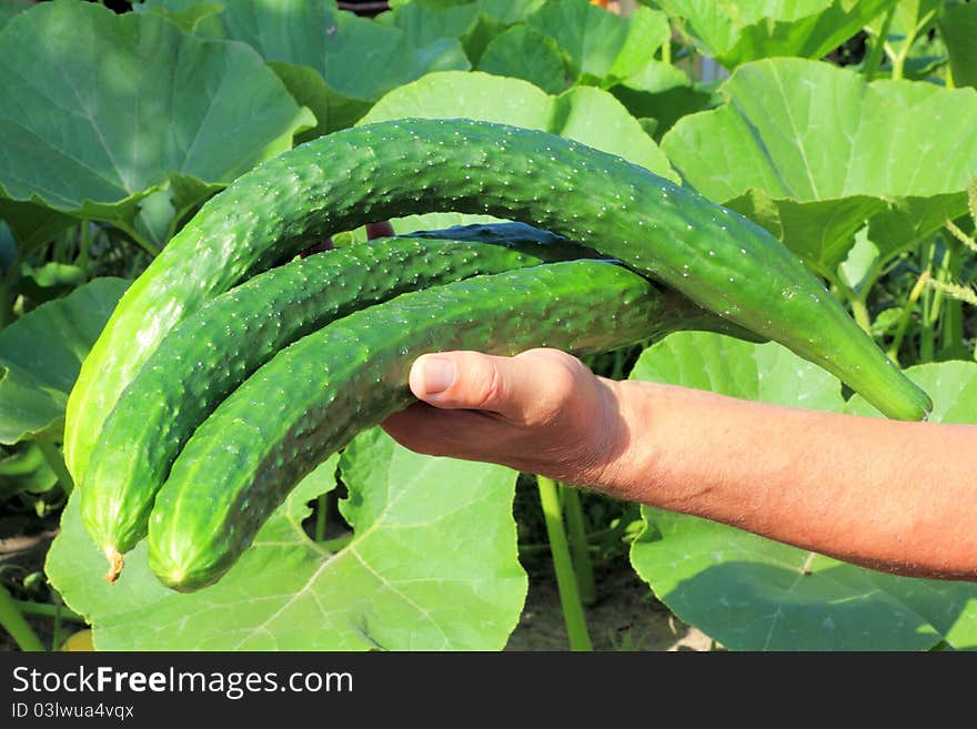 Big mature cucumber in a hand of farmer. Big mature cucumber in a hand of farmer