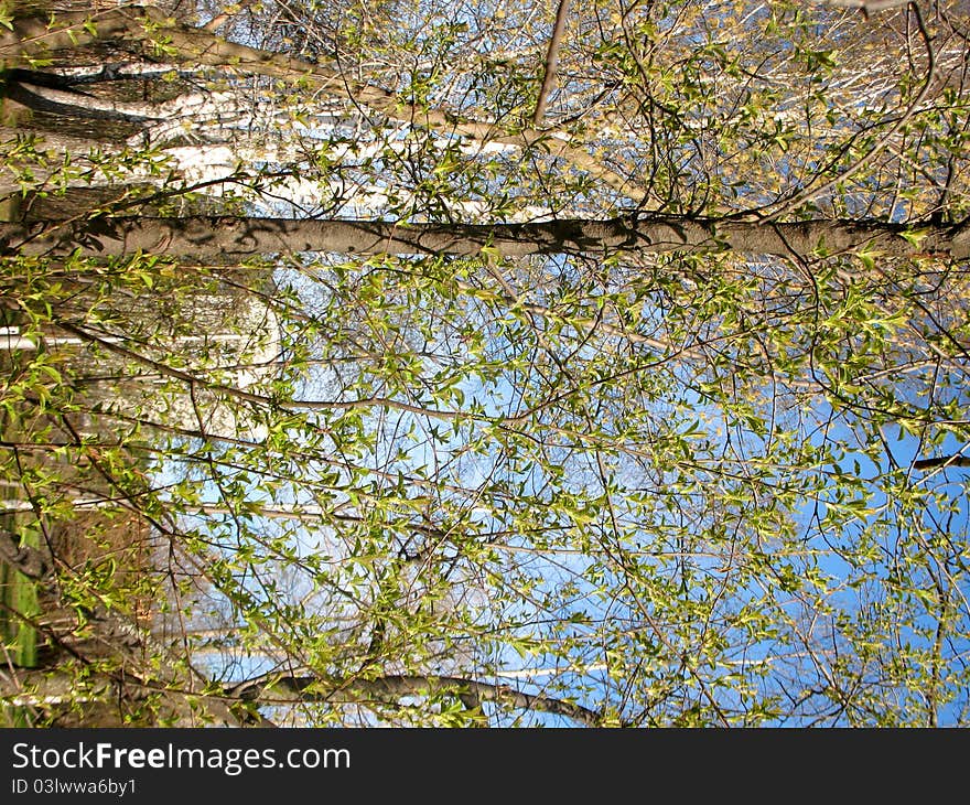 There are trees with new leaves in  spring  forest