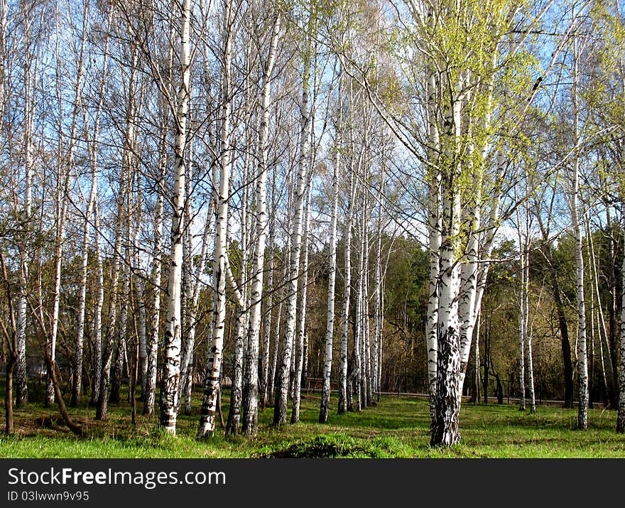 There are trees in a spring  forest