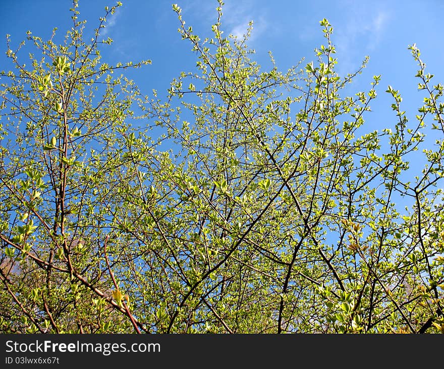 Branch Of Tree And Blue Sky