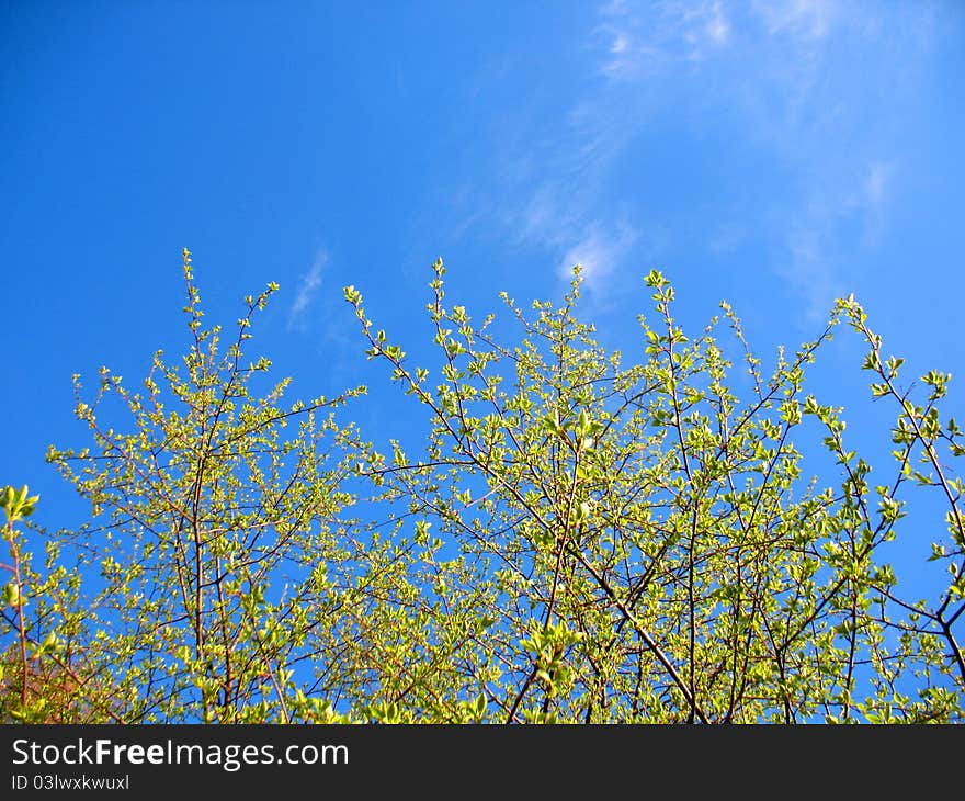 Branch of tree and blue sky