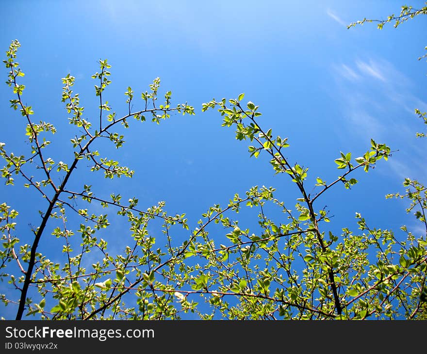 Trees and blue sky