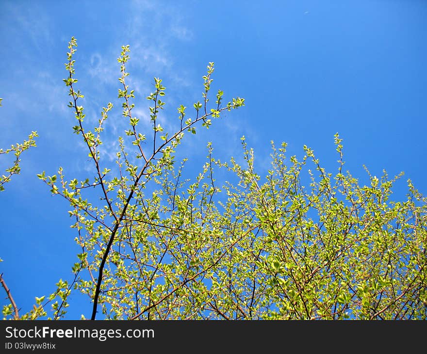 Trees and blue sky