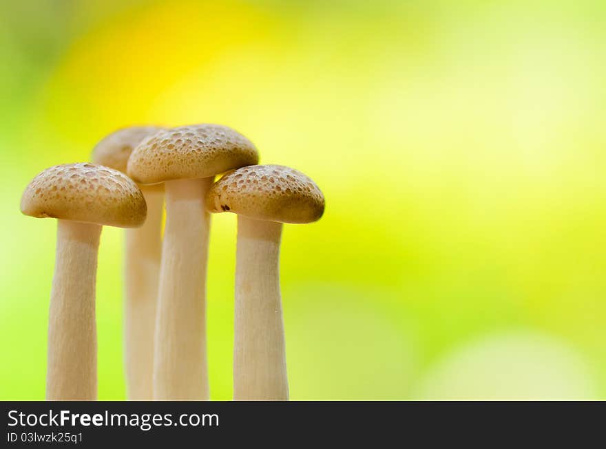 Mushrooms with yellow green background