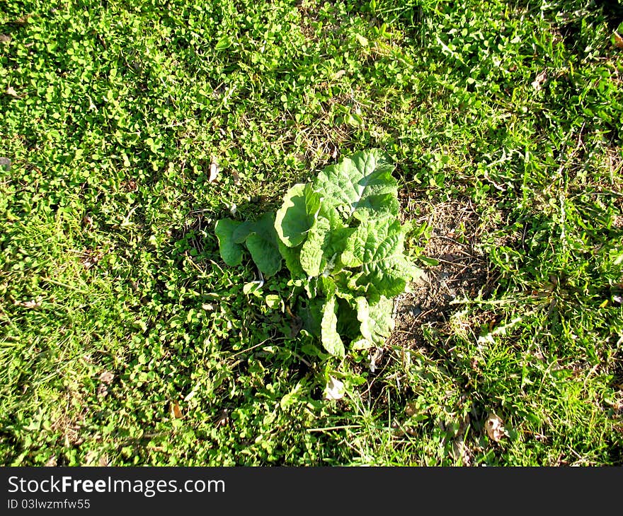 Green Grass And Burdock