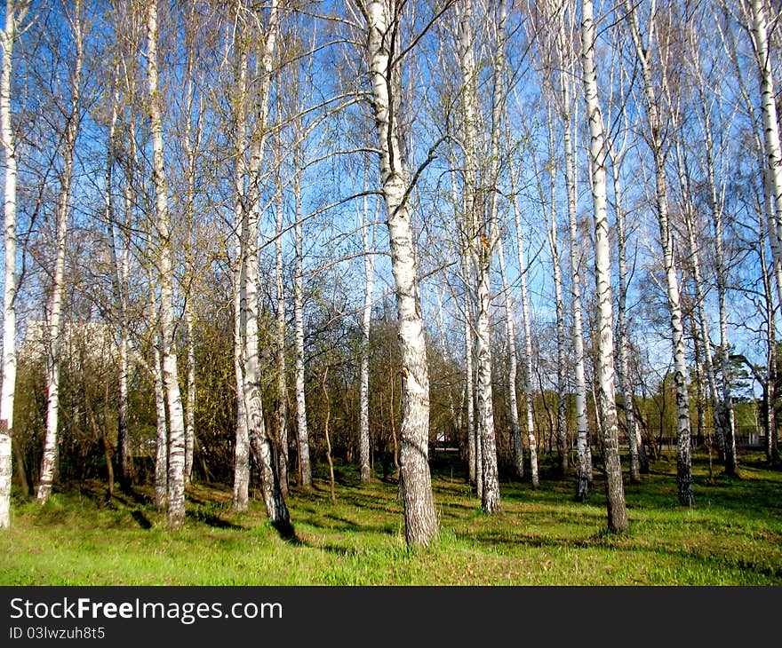 There are birch trees in spring forest and green grass