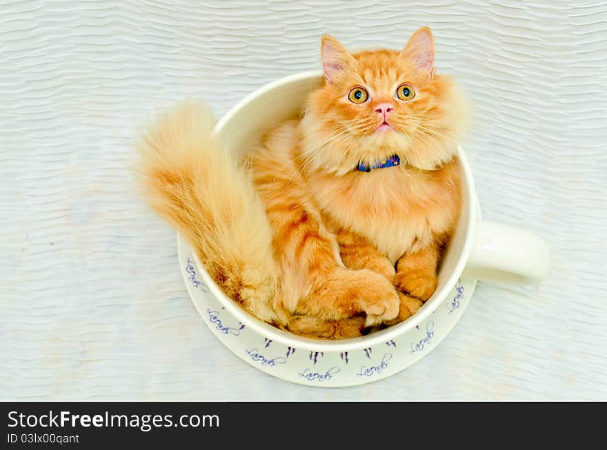 Kitten in cup