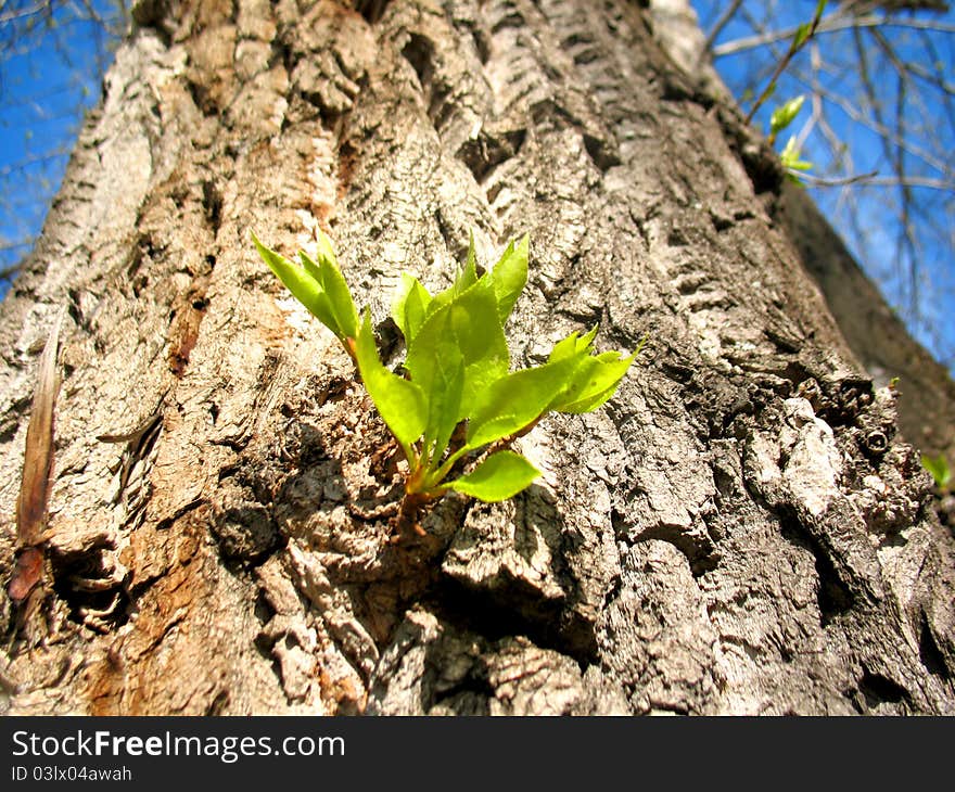 Young growth