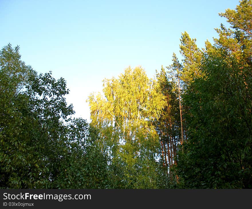 Forest And Sky