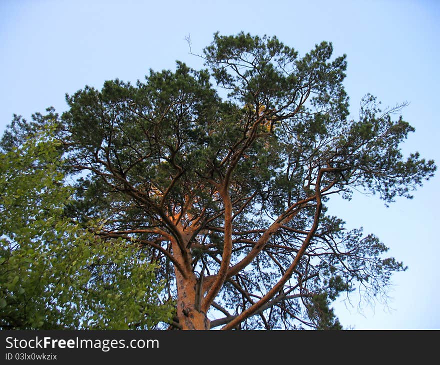 There are tree in a summer  forest and sky