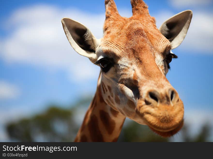 Portrait of a curious giraffe