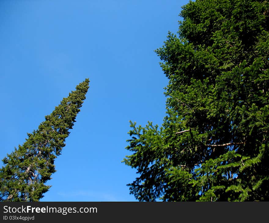 Trees and blue sky