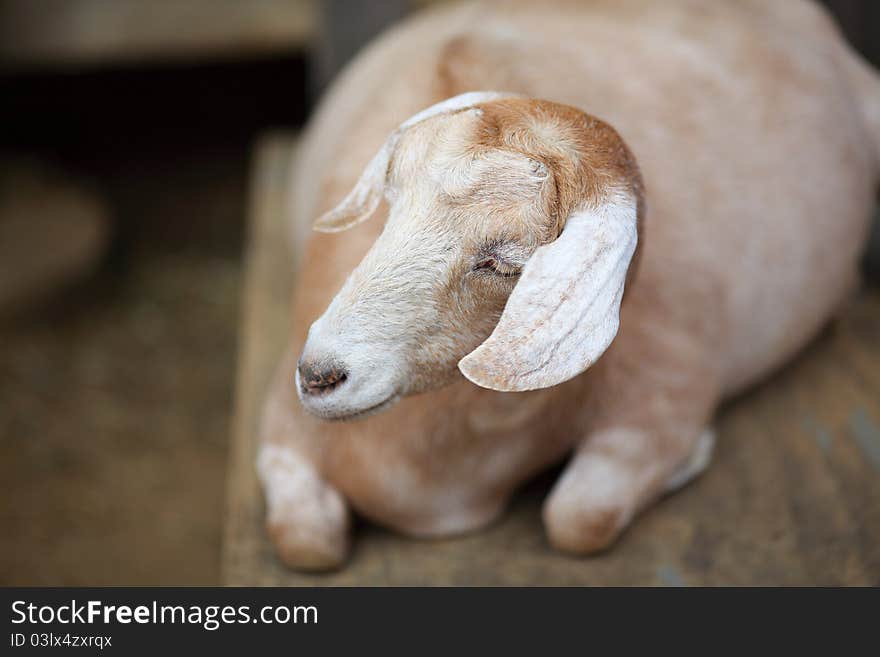 A cool little lamb having an afternoon nap