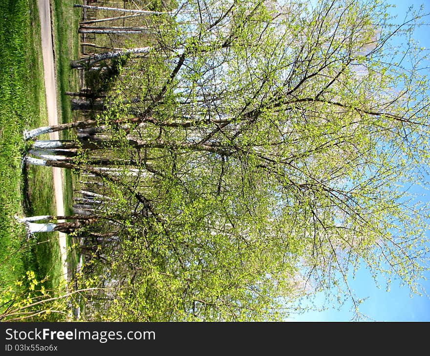 There are blue sky, birch and green grass. There are blue sky, birch and green grass