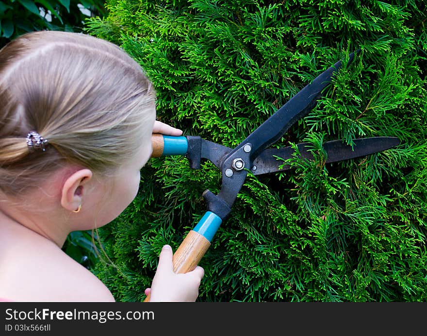 Hands are cut bush clippers. Hands are cut bush clippers