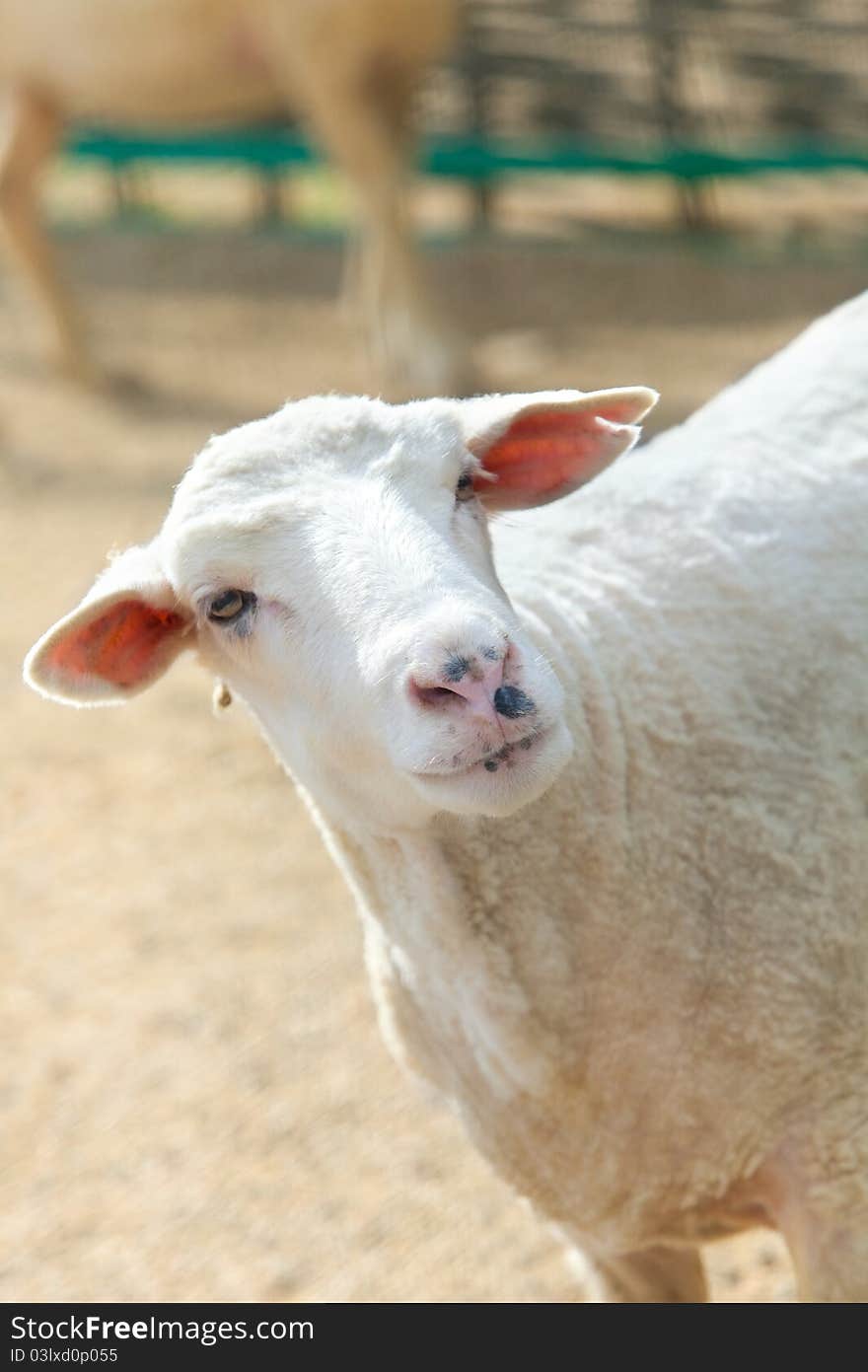 Sheep in green meadow