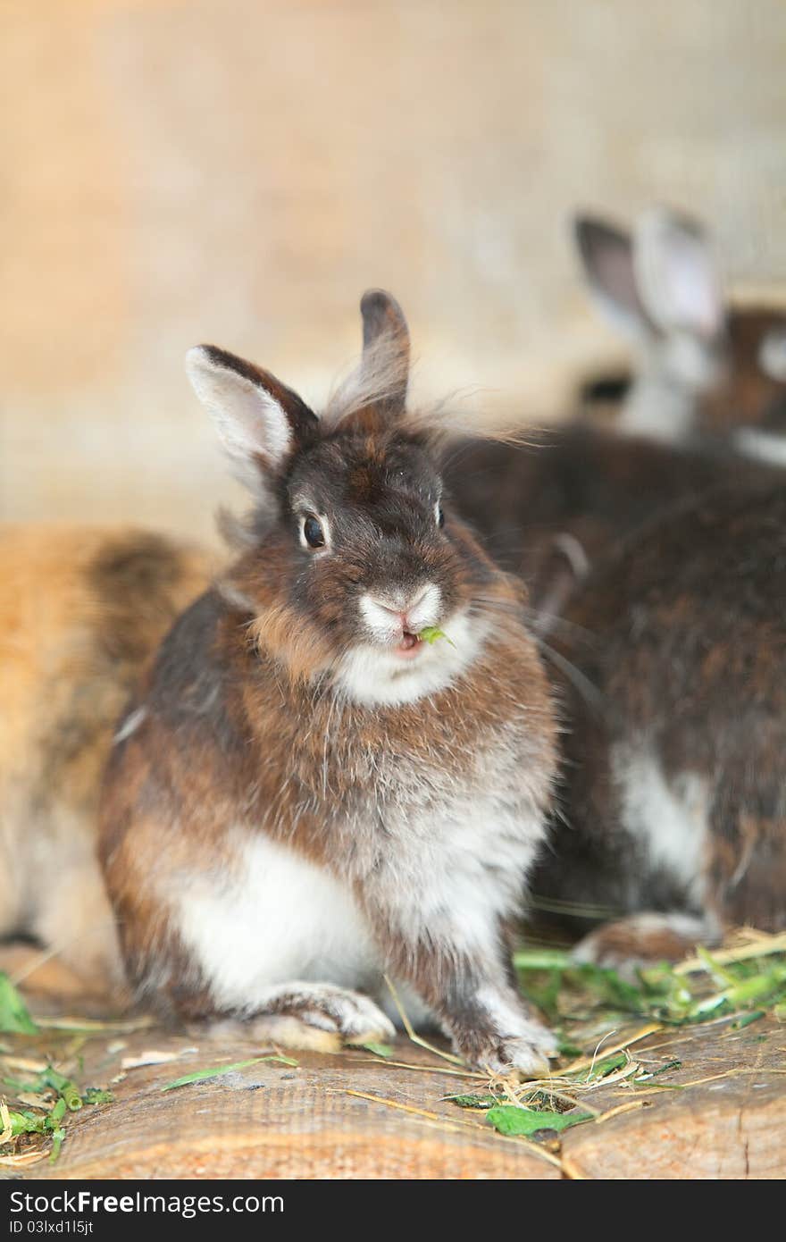 Llittle hare sitting at wooden board and eating green leaf. Llittle hare sitting at wooden board and eating green leaf