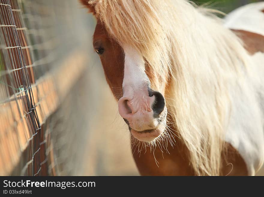 Brown pony face in sunny spring meadow