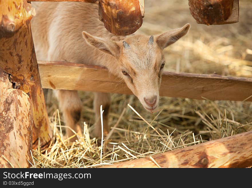 Close up front view of baby goat peeking head around corner