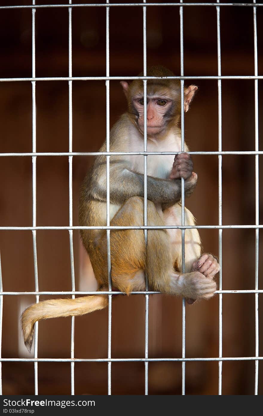 A little chimpanzee behind bars in a zoo. A little chimpanzee behind bars in a zoo