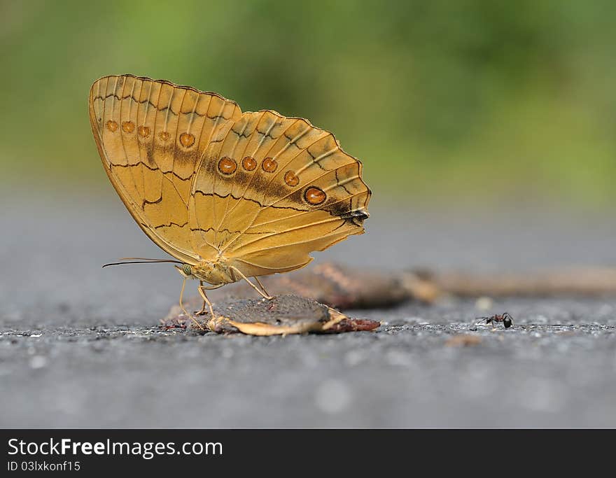 This butterfly wing unfolds 160mm, in the morning evening moves frequently, shuttles back and forth under the forest, the flight is agile, likes absorbing the rotten plant. This butterfly wing unfolds 160mm, in the morning evening moves frequently, shuttles back and forth under the forest, the flight is agile, likes absorbing the rotten plant.