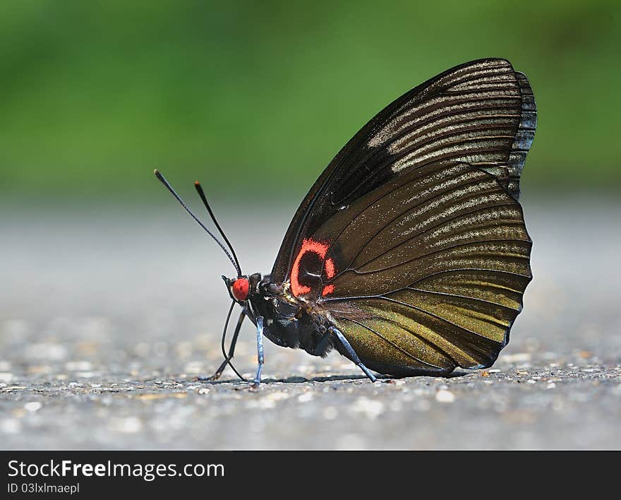 Butterfly -Sasakia Funebrisï¼ˆLeech