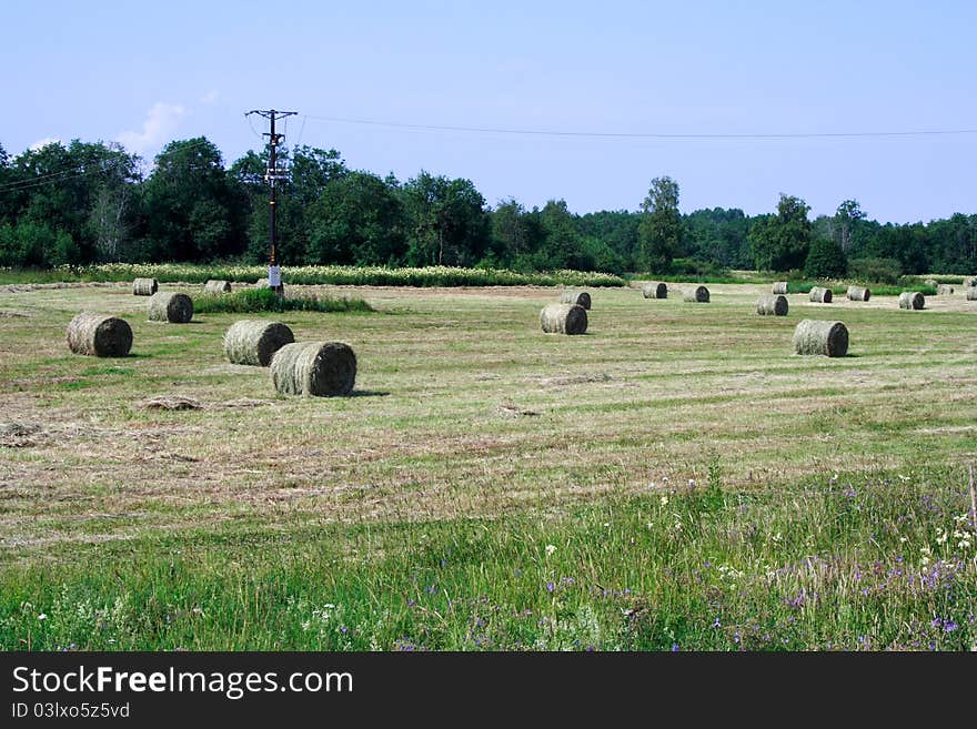 Foto Of Processed Agriculture Field In Day