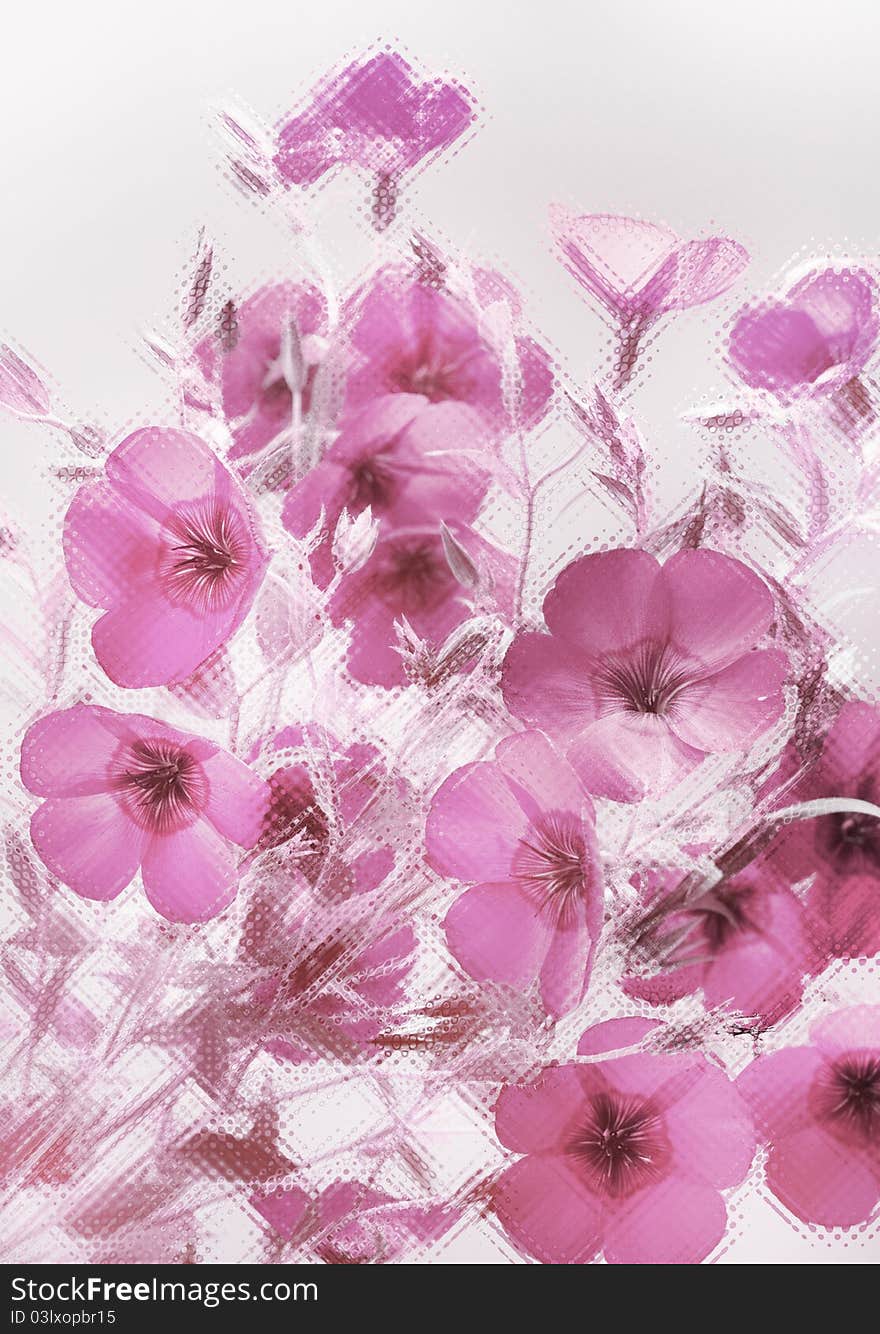 Pink flowers through a glass window.