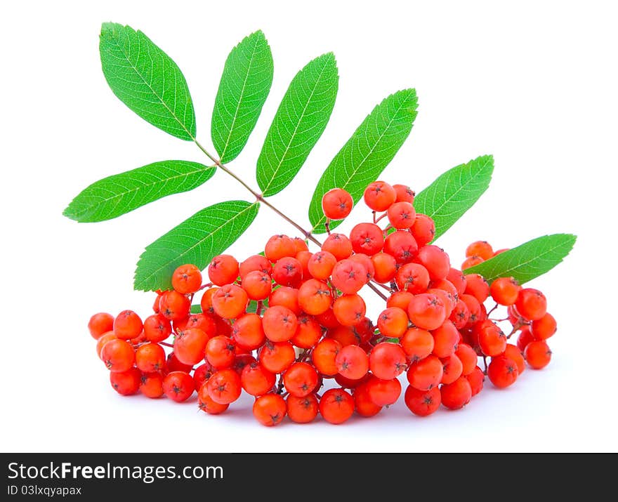 Ashberry with green leaves. isolated on a white background