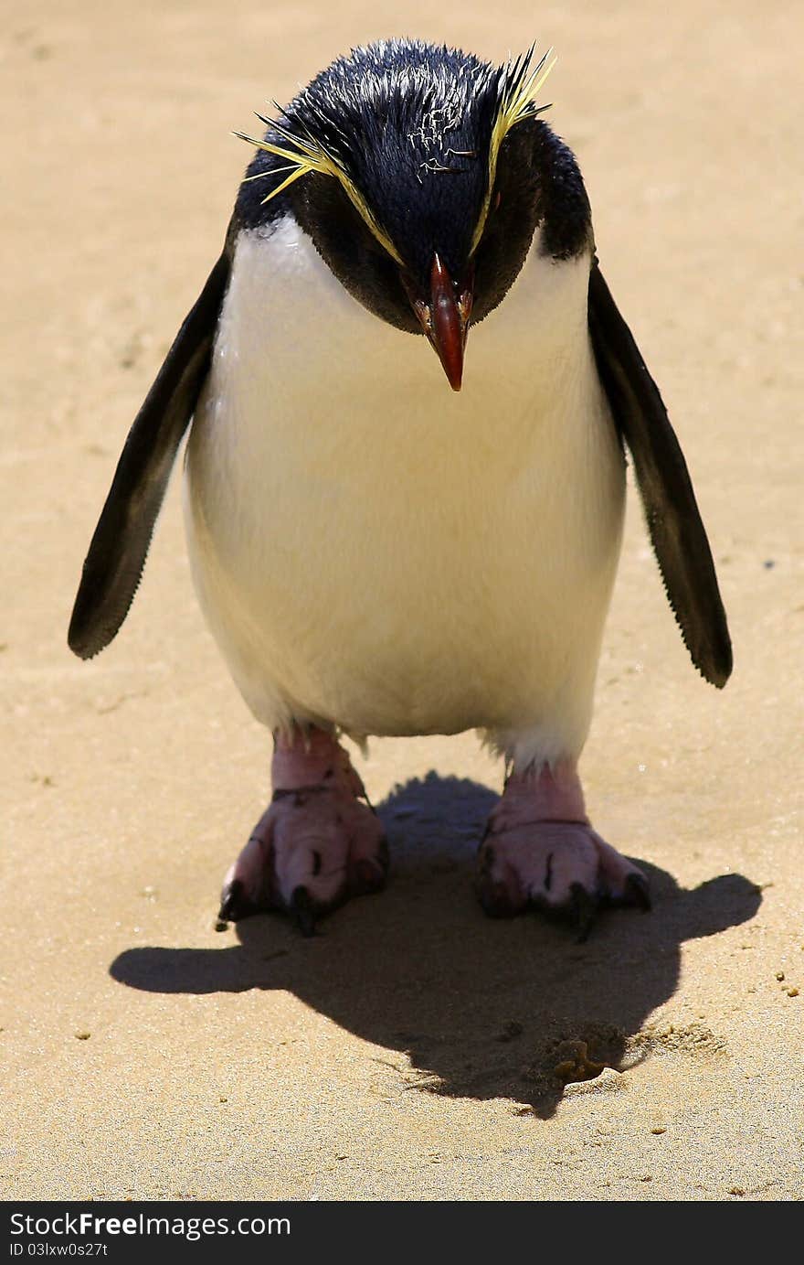 Crested penguin going for a walk