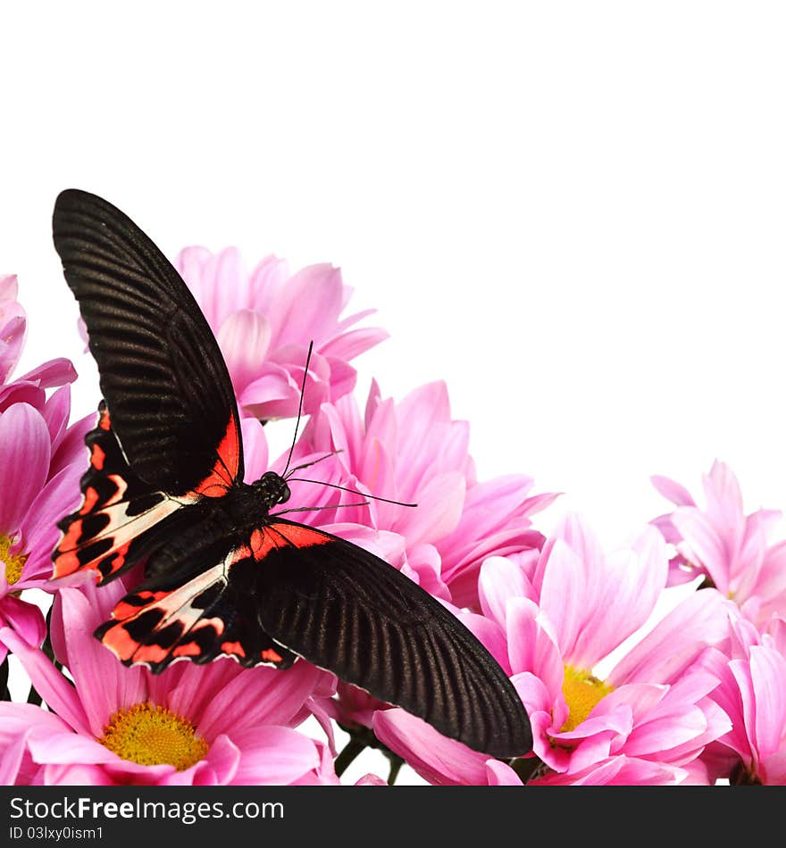 Papilio rumanzovia on the flowers