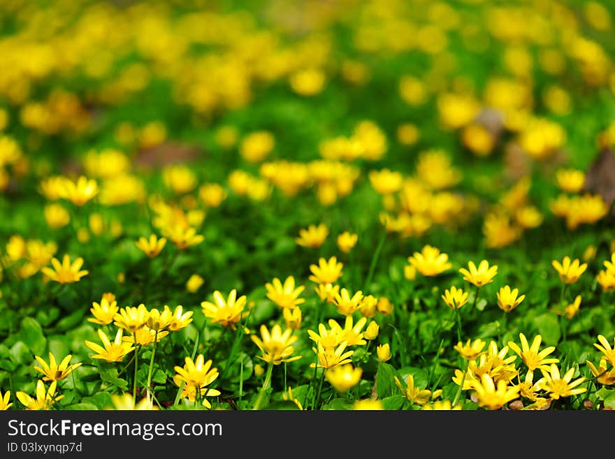 Yellow spring flowers macro close up