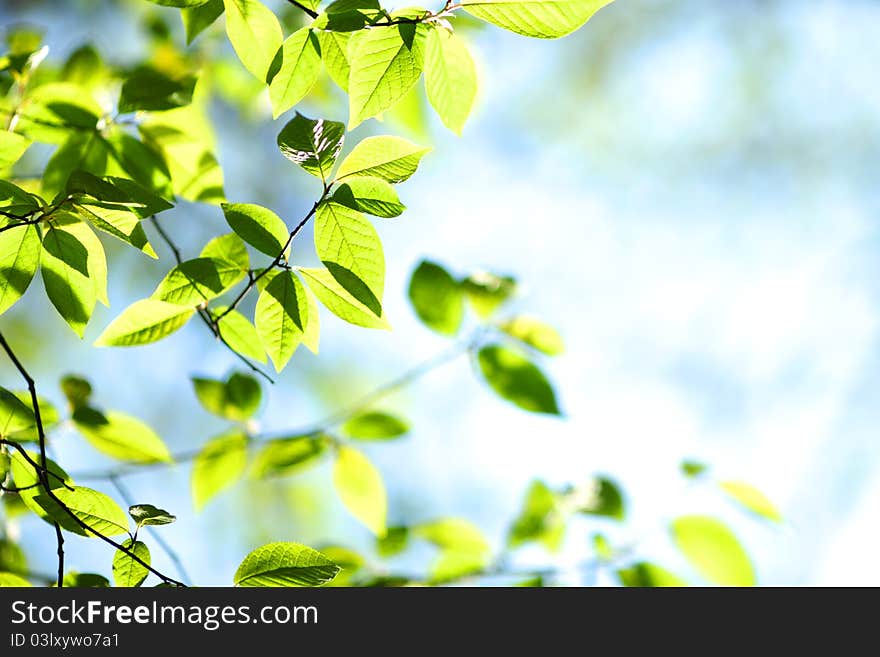 Green leaves macro close up