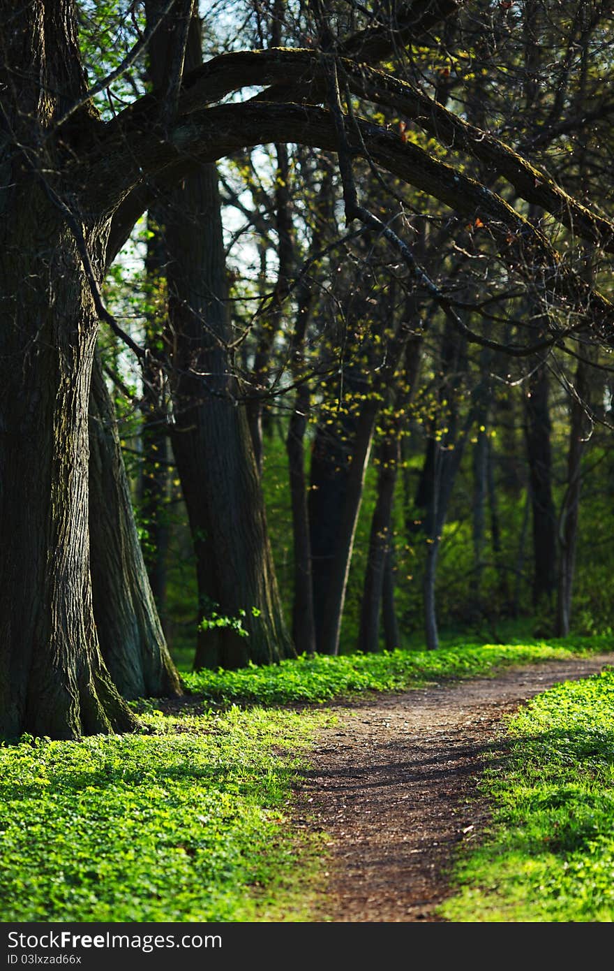 Spring Park nature tree background