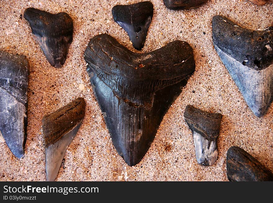 Fossil shark's teeth in a sandy background, found in South West Florida, USA