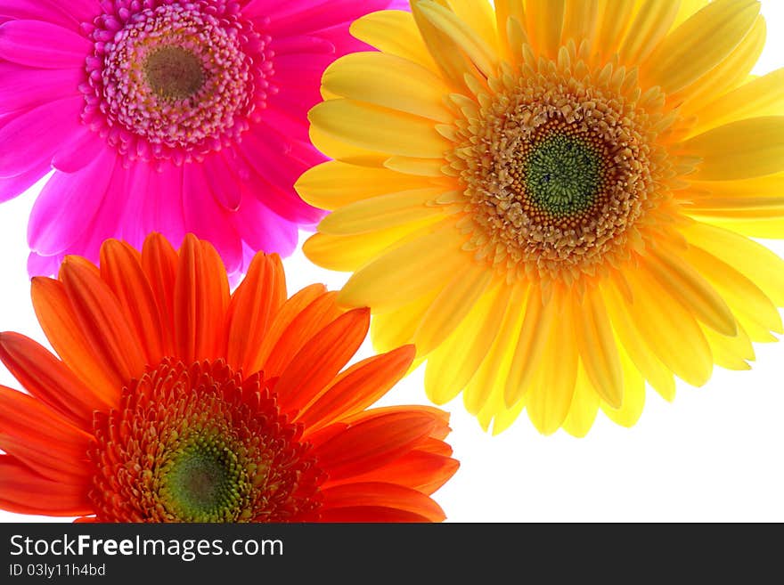 Flowers colored yellow, red, fuchsia on a white background