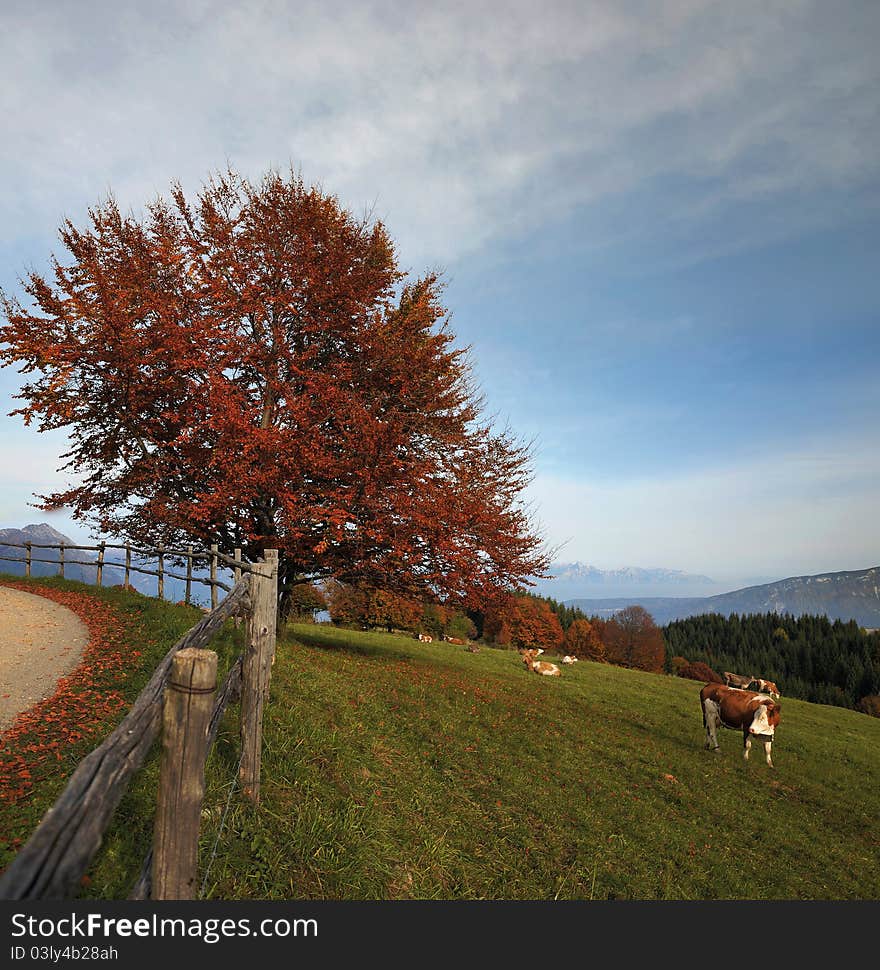 Cows in a meadow, countryside landscape