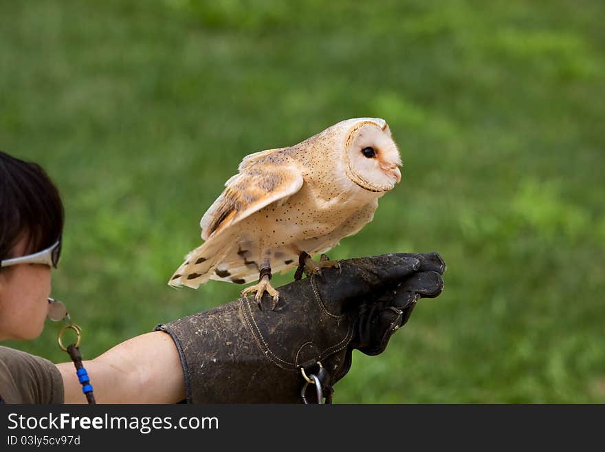 Demonstration of flight of a falconer and barn owl