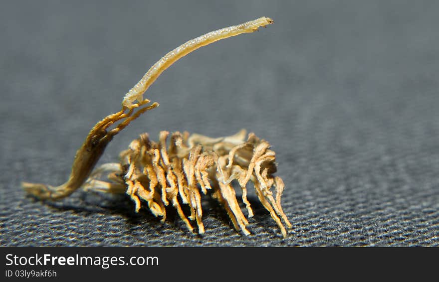 Carnivorous caterpillar (Eupithecia taurophragma)