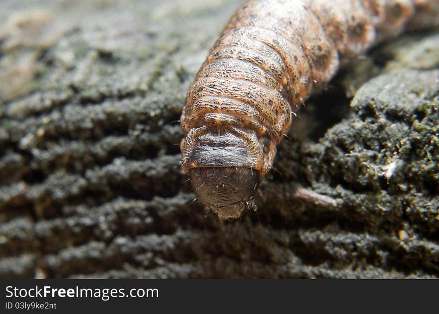 Big caterpillar crawling on a wooden stick