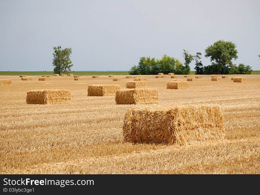 Big balls of straw in a meadow