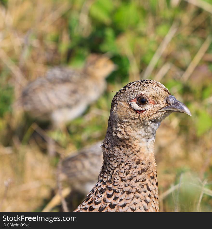 Pheasant female bird with juvenile