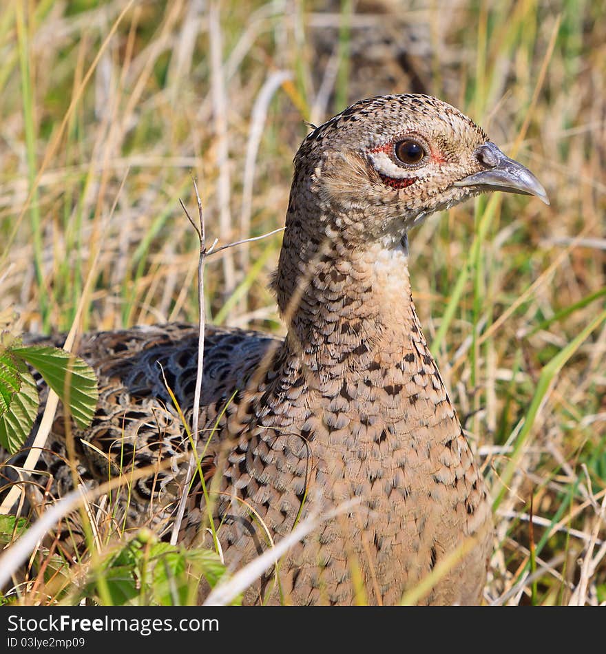 Pheasant female bird