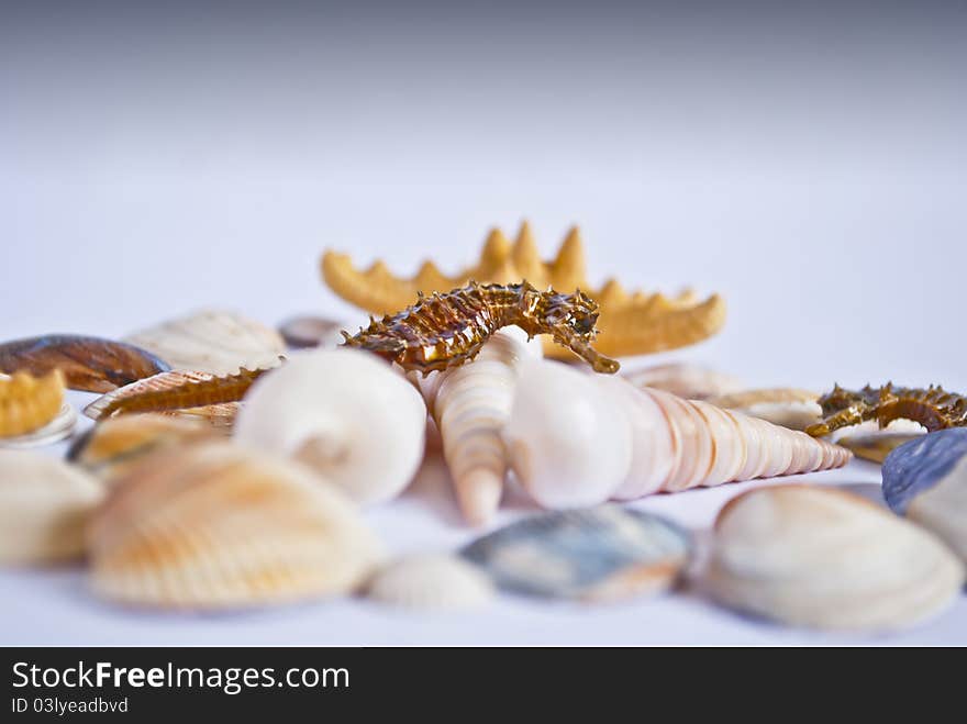 Seahorse with seashells and stars