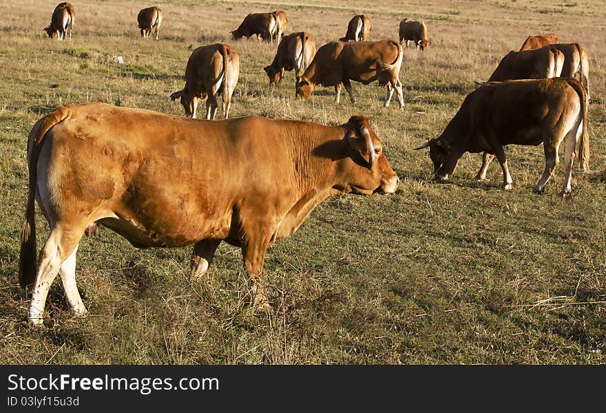 Several cows eating in a field